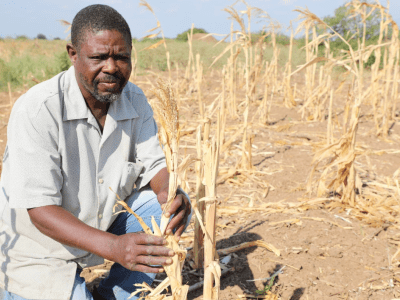 Matos Inacio with the failed crop in Mozambique