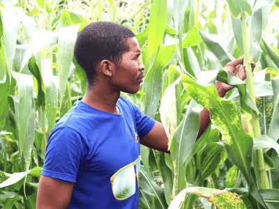 Menzi Langwenya inspecting maize crops in his farm in Mbekelweni.