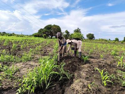 Beneficiaries of the seeds recently distributed farming their land with high expectations after long periods of droughts.