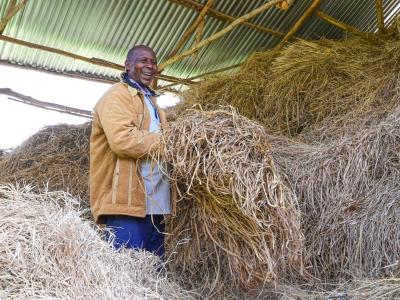 This year, Paul anticipates he will not buy grass during the dry season as he has harvested the surplus grass that will sustain his livestock throughout the period . ©World Vision Photo/ Hellen Owuor