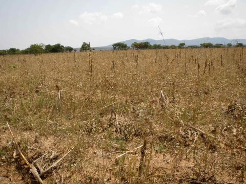 Dry crops in Angola from drought
