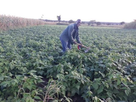 Philip in his field