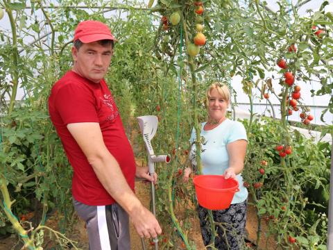 Mirsad, landmine accident survivor, helps his wife harvest the tomato.