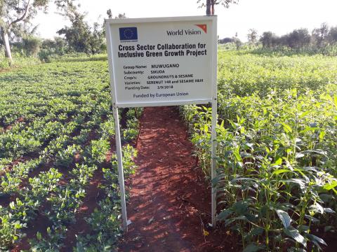 Farmers Adopt The Use Of Organic Pesticides Boost Production Uganda World Vision International