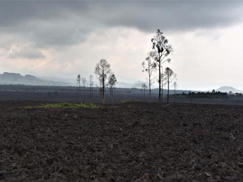 Photo des champs détruits par la lave