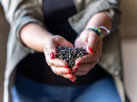 Ukraine seed hands