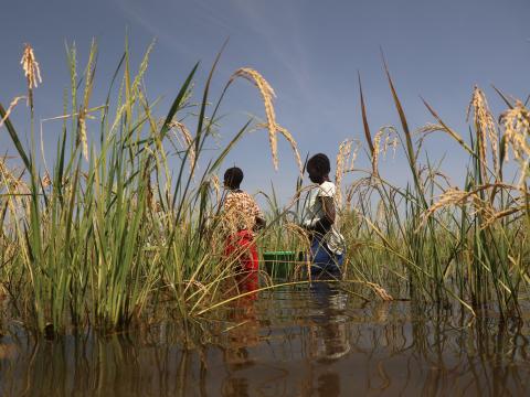 Rice farming