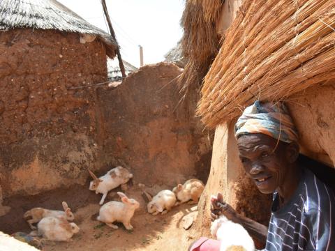 Atiama, attending to her Rabbits