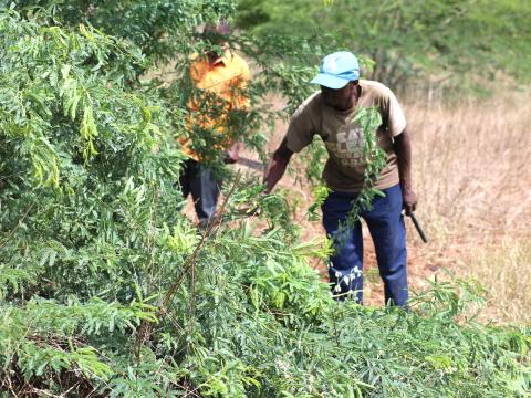 Communities harness benefits of the invasive mathenge trees (Prosopis Juliflora) by using them for animal feeds production and as a source of firewood for cooking and timber for making furniture.