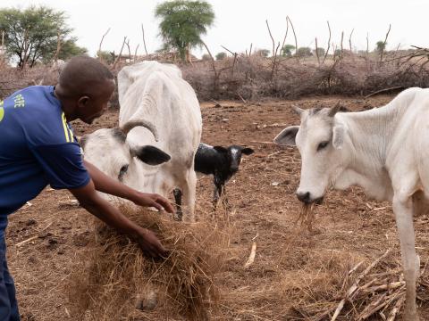 A farmer in East Darfur, trained by World Vision Sudan on improved livestock keeping, feeding his cattle