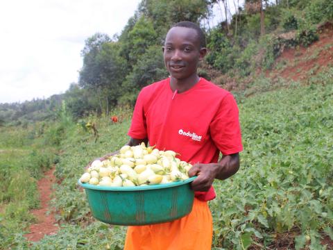 Malachie harvesting eggplants in the club's farm
