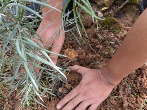 Planting tree