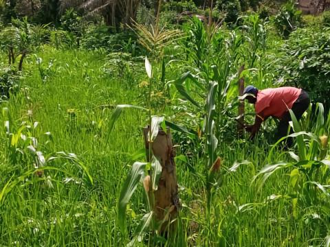 Pastor Planting