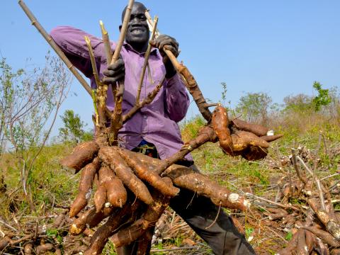 Farmers reap big from FMNR and tree planting