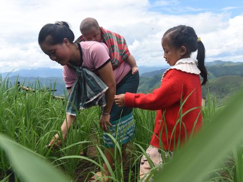 Woman works in her field in Cambodia with her daughter and child on her back