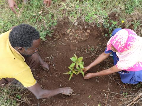 Couples planting tree