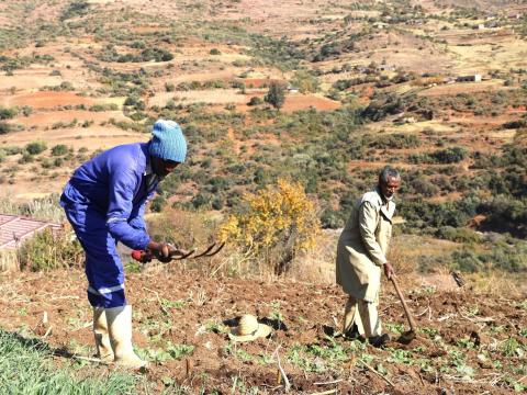 Triumph Against Climate Change and Food Insecurity