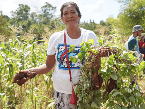 Woman farming sweet potatoes