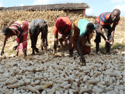 Corn being picked up by farmers in Burundi