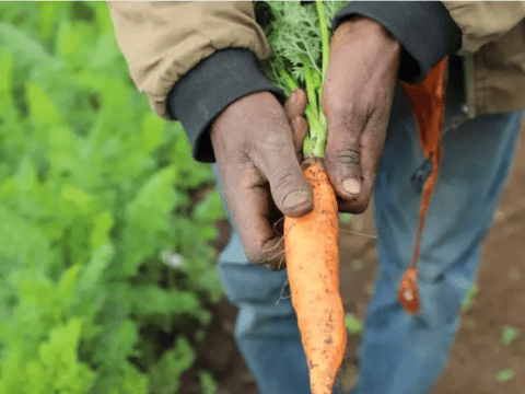 Person Holding Carrot