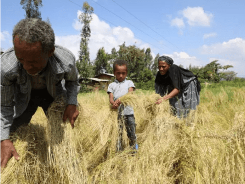 People farming