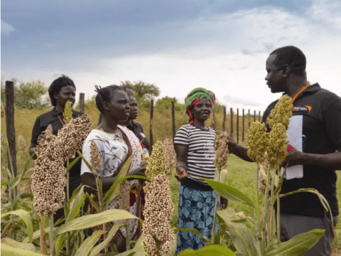 People speaking in crop field