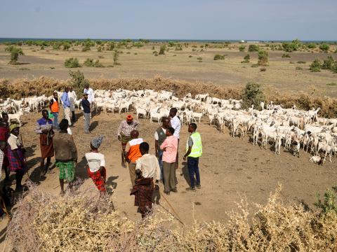 Goat Distribution to vulnerable families in Kenya