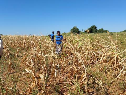 Struggling Against El Nino: Families in Zimbabwe Battle Drought