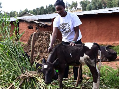 Sarah feeding the cow she bought