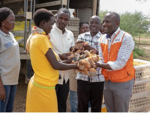 World Vision and Turkana County officials are distributing chickens and poultry feed to farmers trained in poultry rearing and maintenance. Through the KDREAM Project, World Vision has supported 332 pastoral communities in Turkana West to practice poultry to improve food security and enhance community resilience to climate change