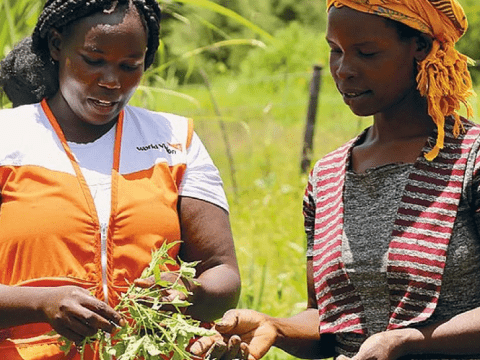 women working in a FMNR project