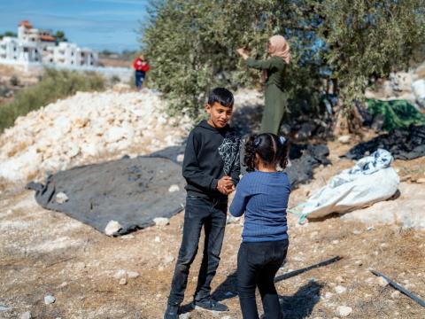 Harvesting Olives in West Bank