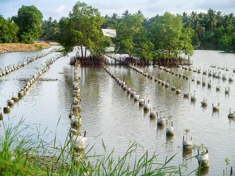 Mangroves of Resilience