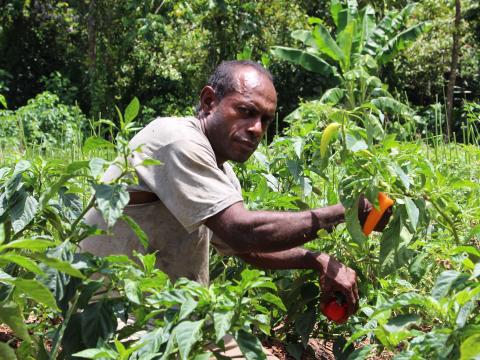 WVSI Community Economic Development- Seeds and training bring hope to struggling farmer