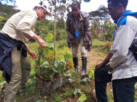 World Vision's Tony Rinaudo demonstrates trimming a eucalypt to World Vision's Cecundina Pereira (centre) and a local farmer in Aileu. Photo: World Vision