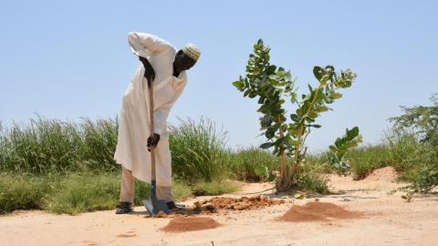 World Vision and World Food Programme fight desertification in Niger