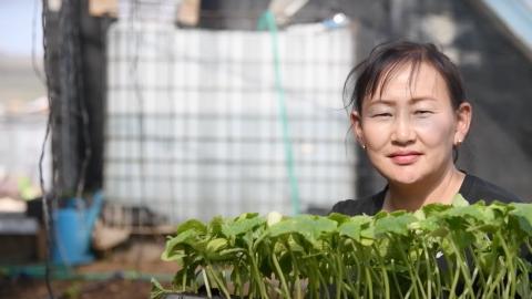 Solar-powered greenhouses in Mongolia