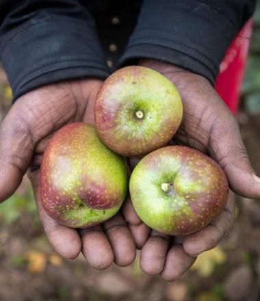 A farmer holds apples in Rwanda