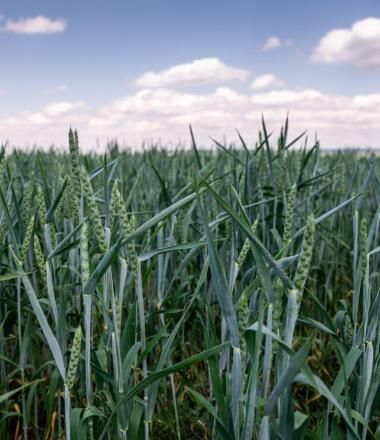 Wheat growing in a field in Western Ukraine.